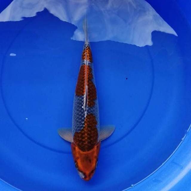 Jumbo Goshiki Sandan Ciamik