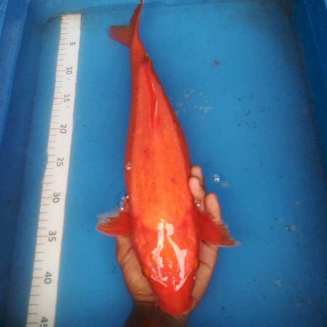 Ogon merah merona