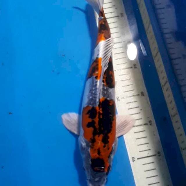 KIKOKURYU 34 CM