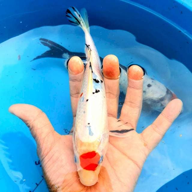 Tancho Sanke 22cm