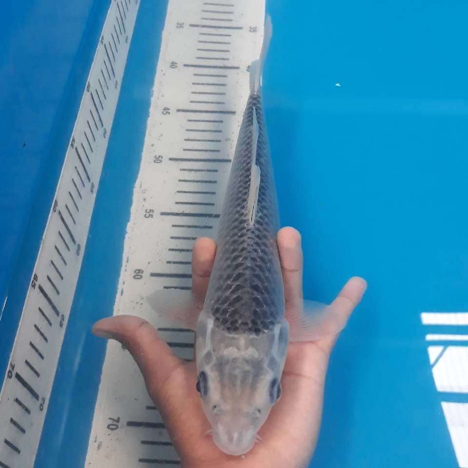 ASAGI (30cm)