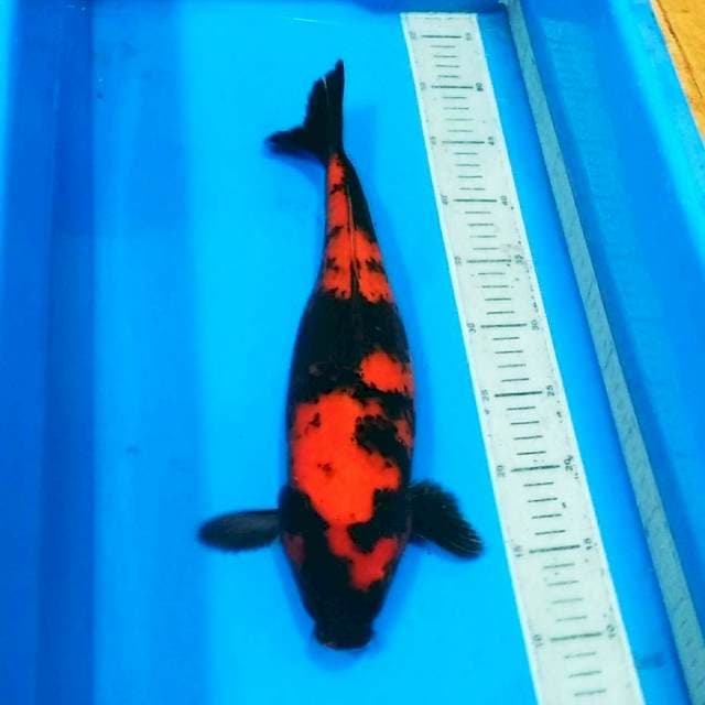 Hiutsuri merah full pola bagus