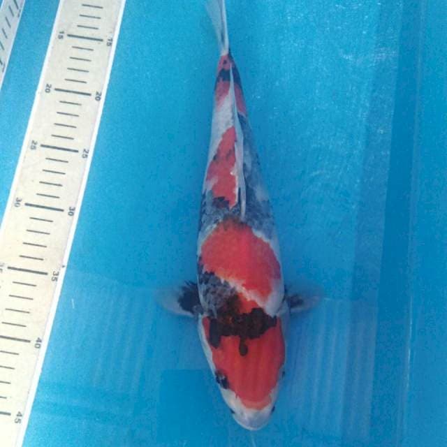 Showa 35 cm