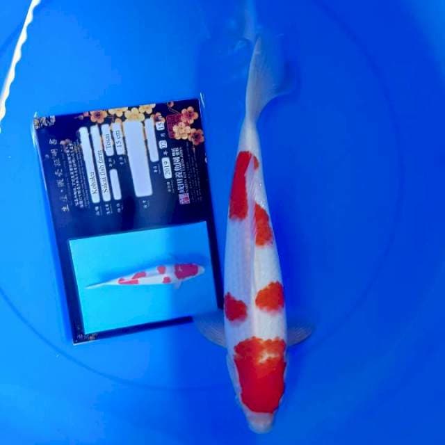 Kohaku import joss