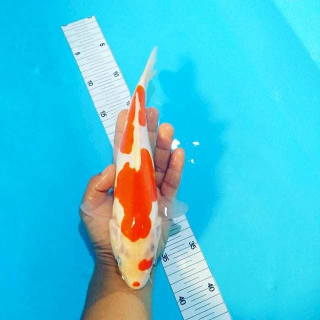 Doitsu kohaku 28cm