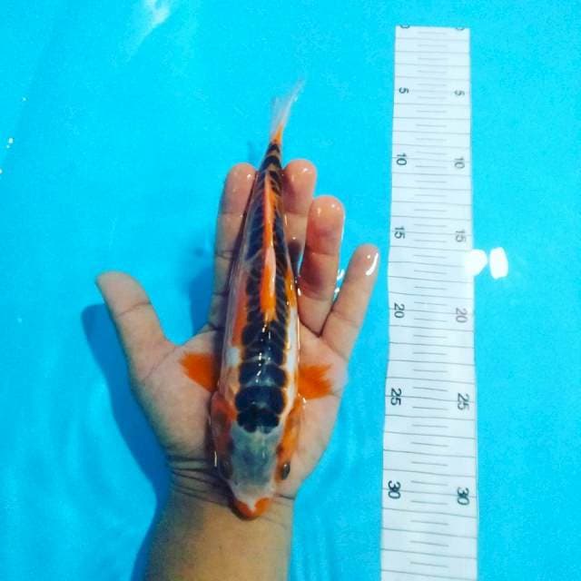 Hana shusui 22 cm