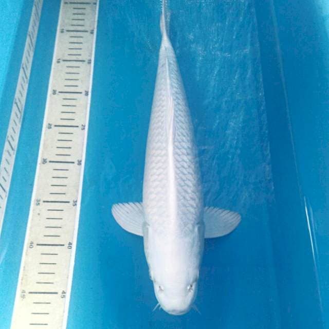 Platinum 42 cm