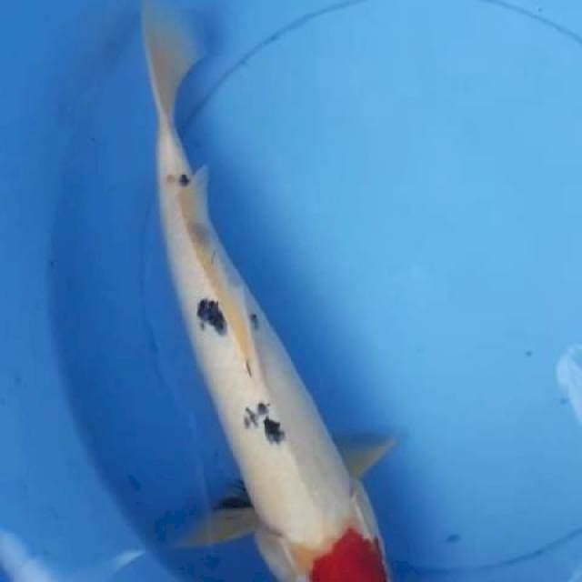 tanco sanke 35cm jantan