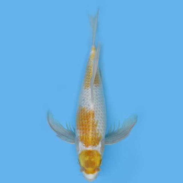 HARIWAKE 39 CM