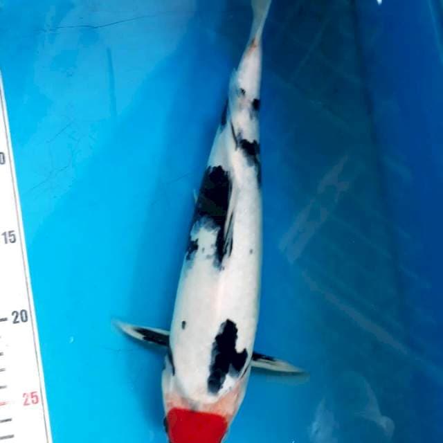 Tanco sowa32cm