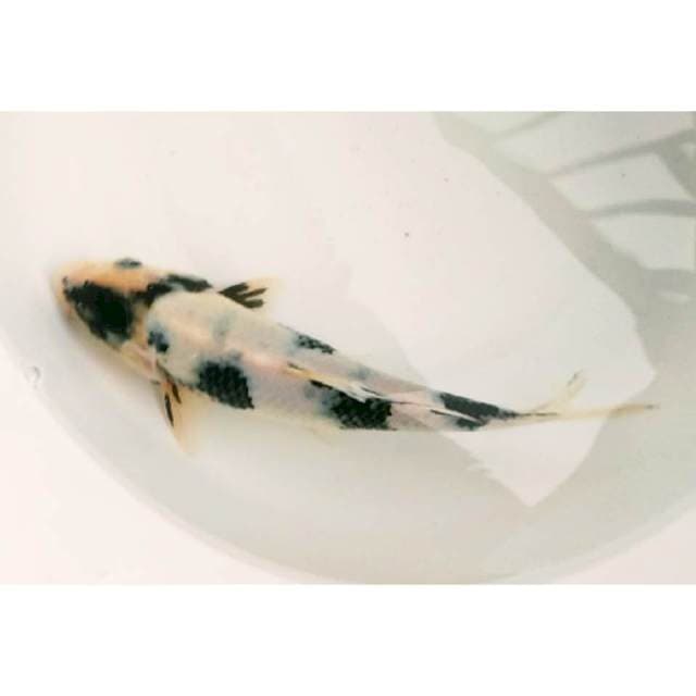 SHIRO 24 CM