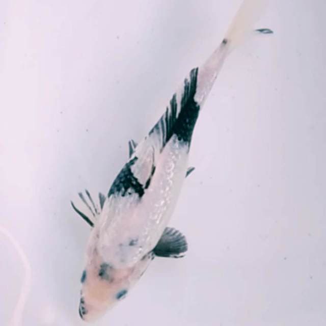 SHIRO GINRIN 25 CM MALE