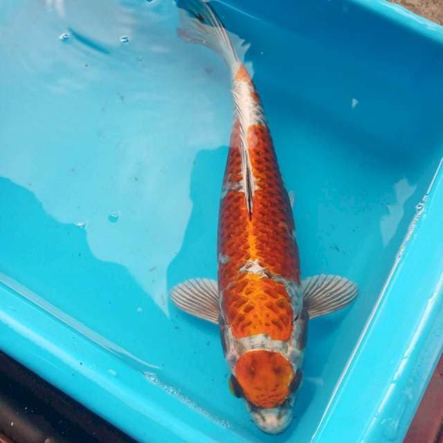 Tancho maruten kujaku 30cm