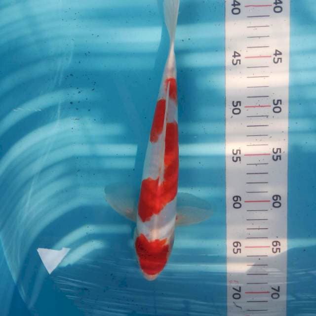 Kohaku doit 30cm