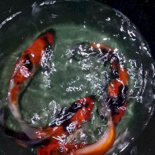 Mix 4ekor
