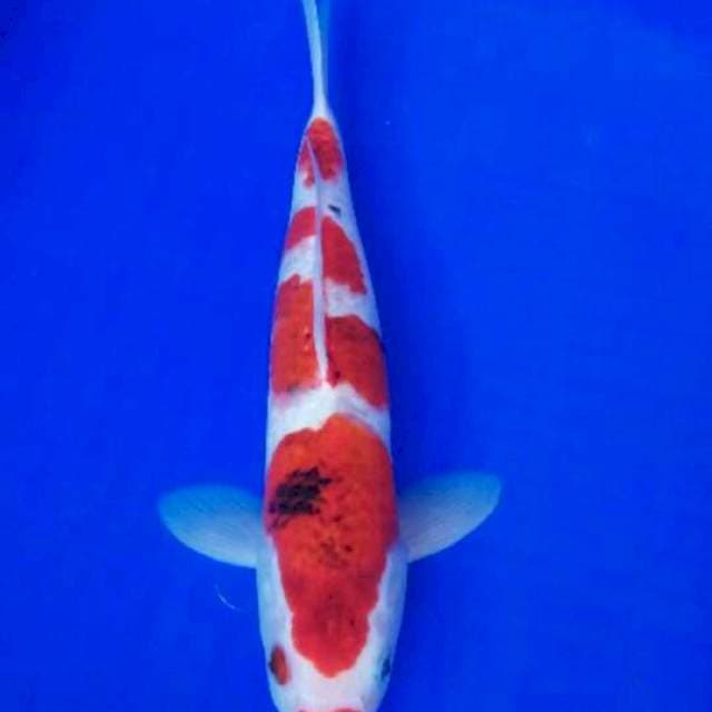 Koromo showa 35 cm