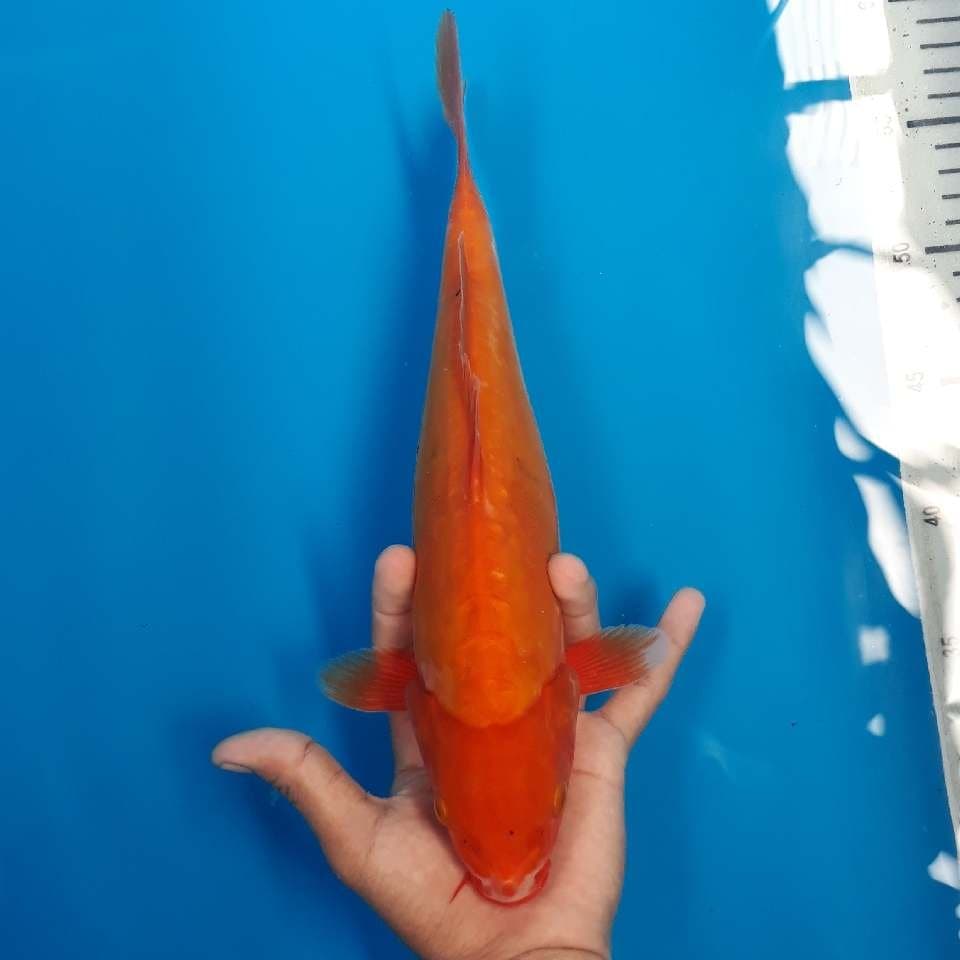 BENIGOI (25cm)