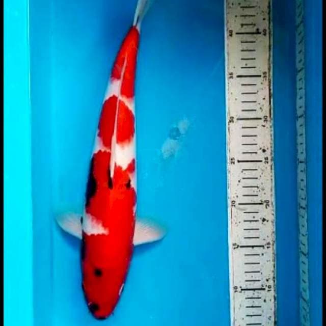 Showa HQ