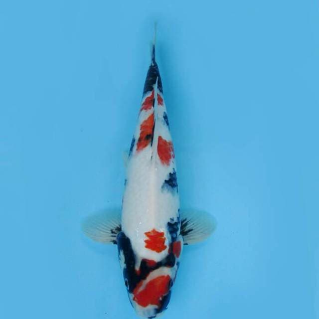 MARUTEN SHOWA JUMBO TOSAI SUSPECT MALE 38 CM