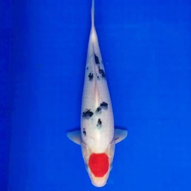 Tanco sanke 37 cm
