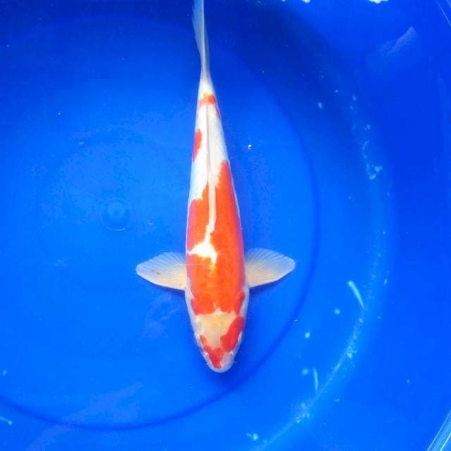 d. Doitsu Kohaku || 32 cm