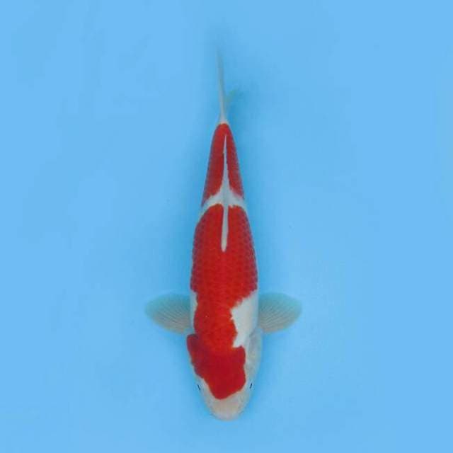SUSPECT MALE STRONG KOHAKU F1 38 CM