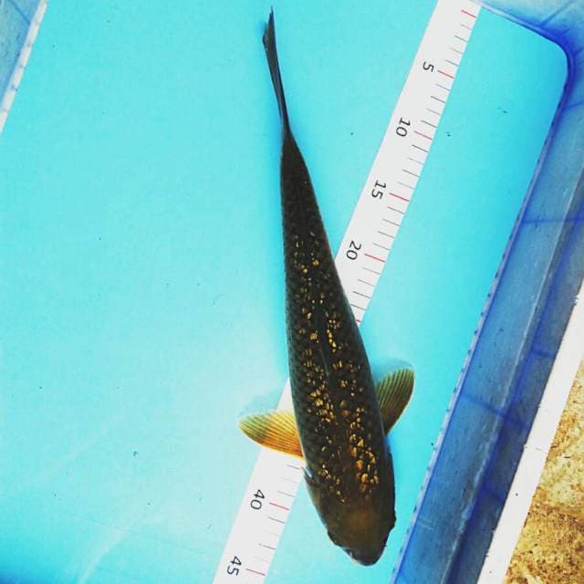 Beauty ginrin 41cm