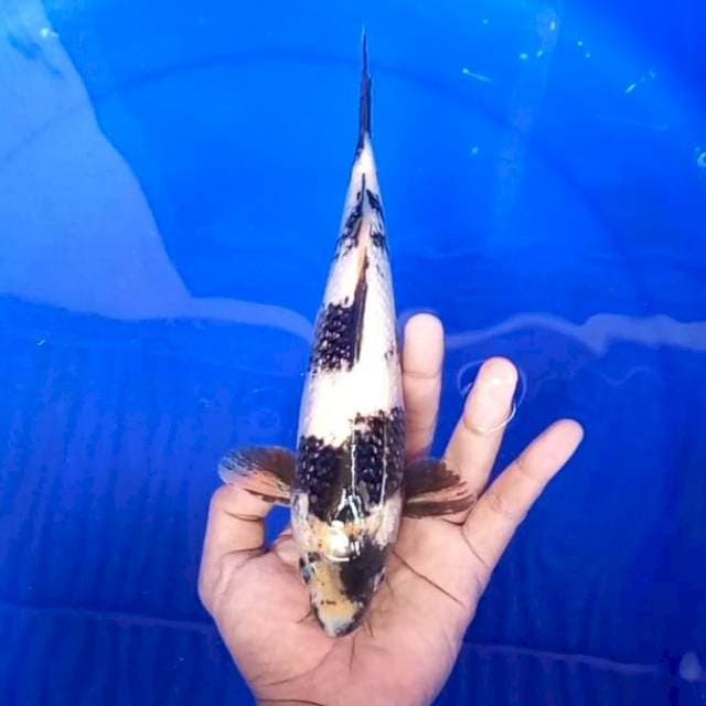 g. Shiro || 27 cm