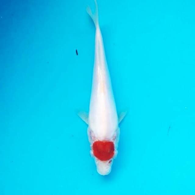 Tancho kohaku doit MURNI