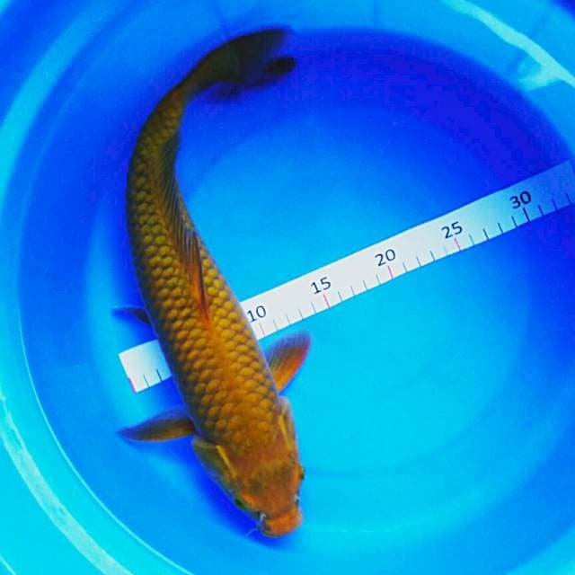 Midori josss 40cm male
