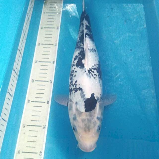Shiro 38 cm