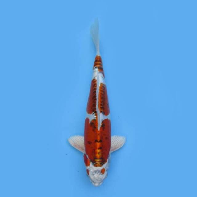32cm Kujaku Doitsu