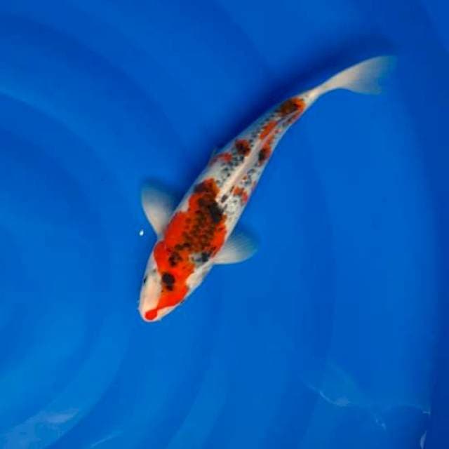 30 cm gosiki