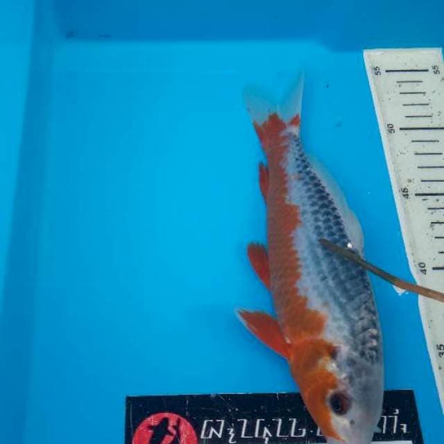 Asagi F1 SQ 26 Cm