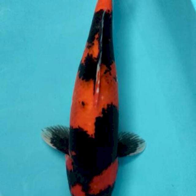 hishowa jantan 47 cm