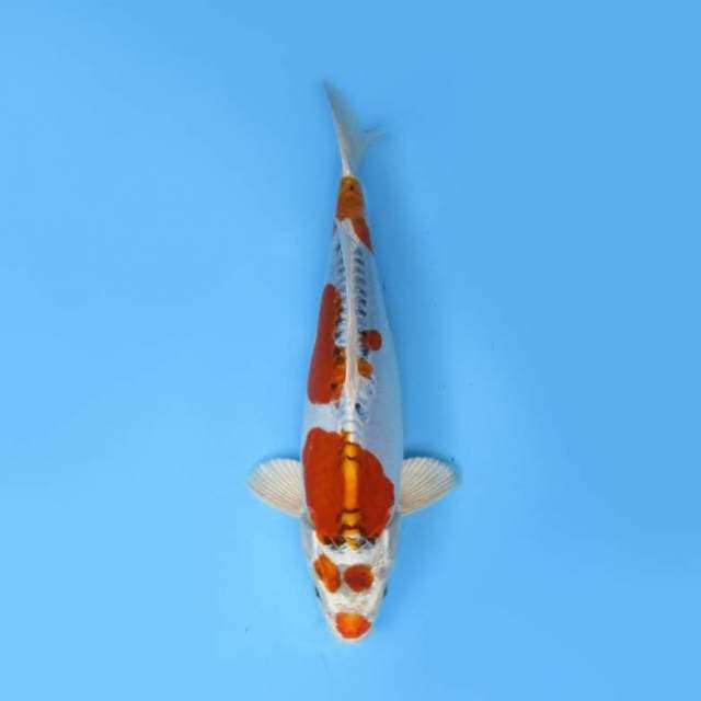 31cm Kujaku Doitsu