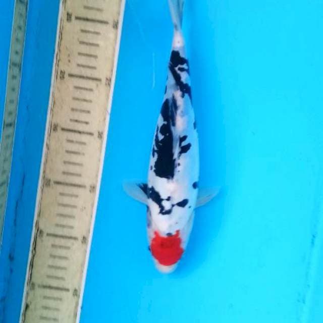 Showa doitsu25cm