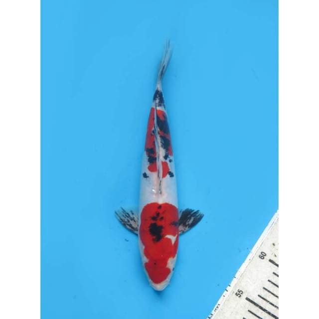 Red Doitsu Murni - 25cm