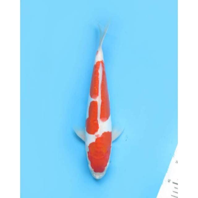 Jumbo Kohaku Doitsu - 36cm