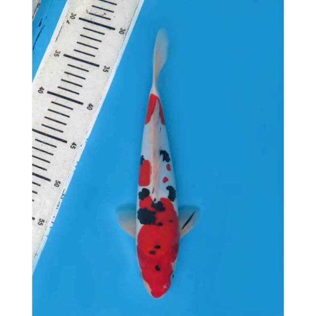 Red Sanke Doitsu Murni , 29cm