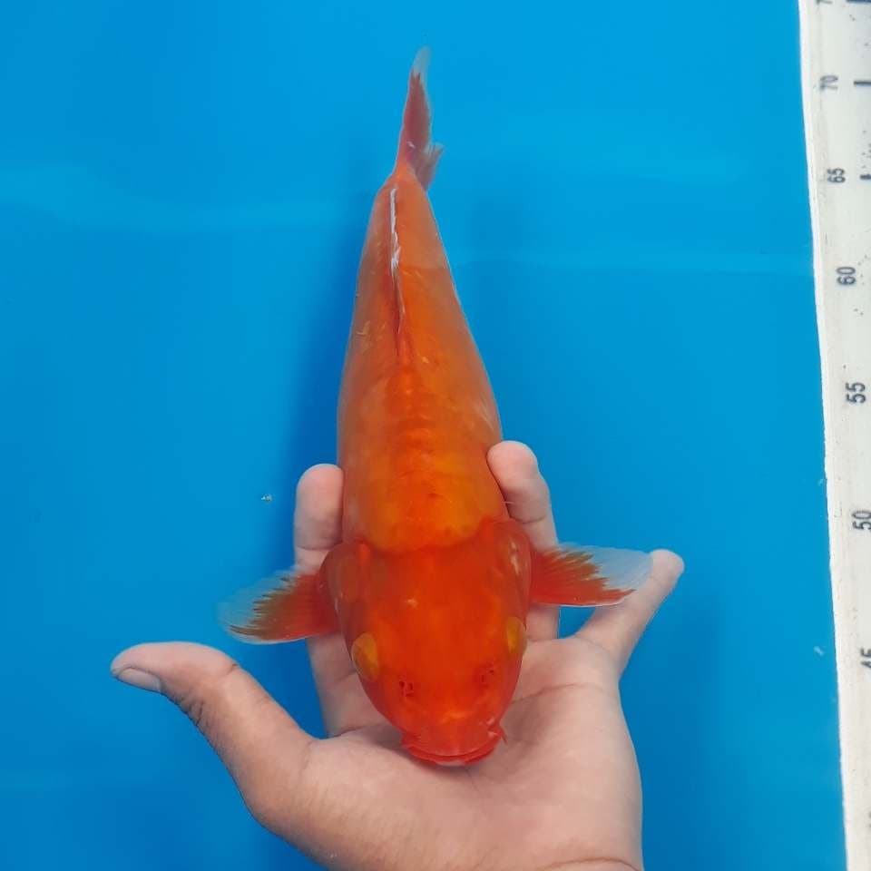 BENIGOI 2 (27cm)