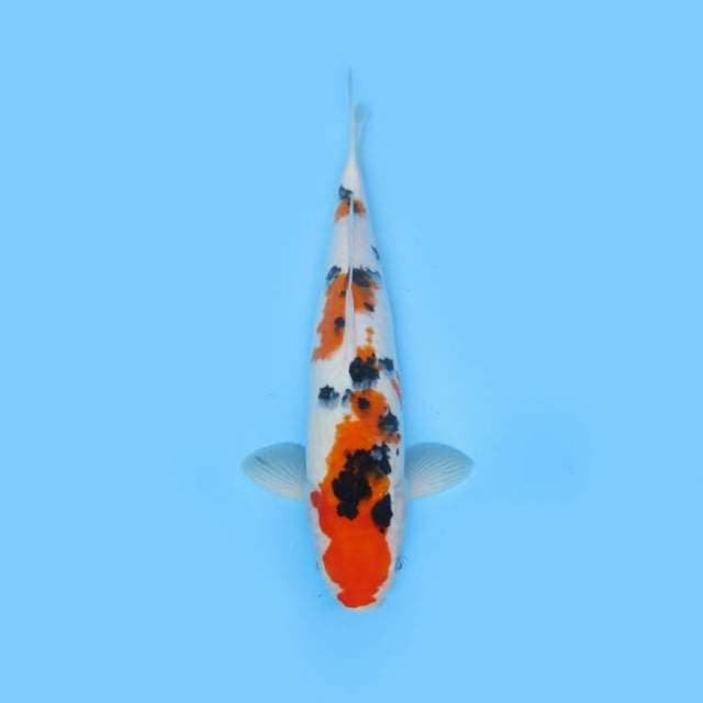 39cm Sanke