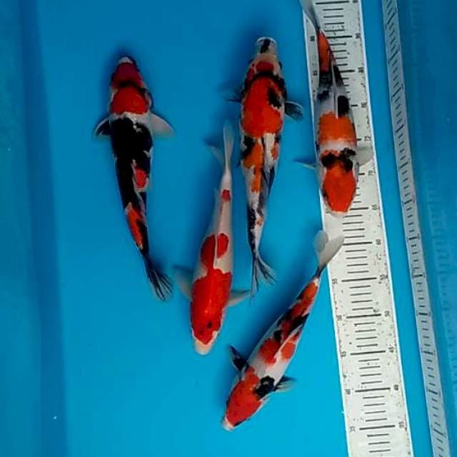 Mix Showa HQ 30_35Cm