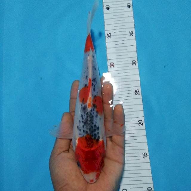 Ghosiiki 24cm