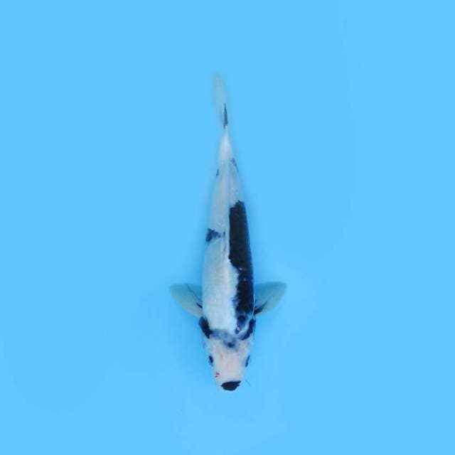 32cm shiro utsuri