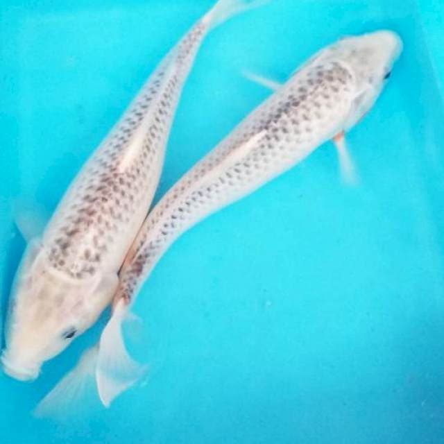 Asagi duo 32 cm