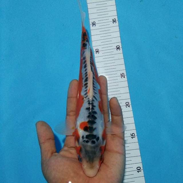 Shusui 24cm