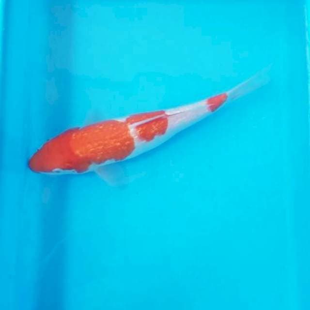 Kohaku ginrin 27 cm