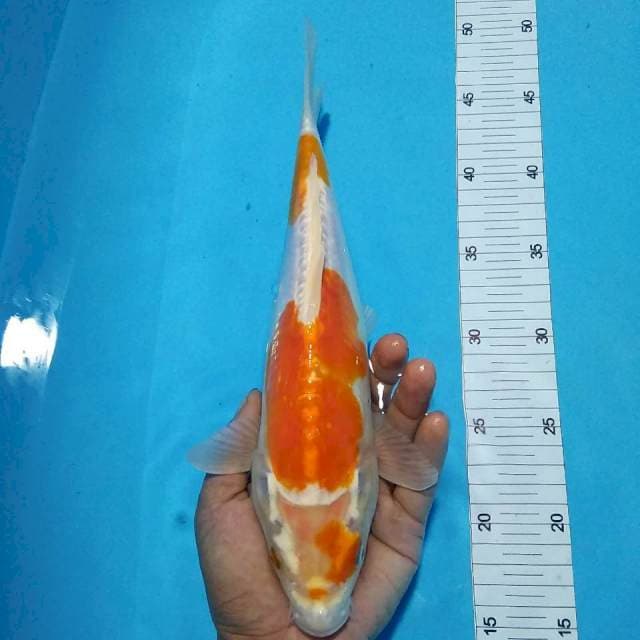 Hariwake door 30cm