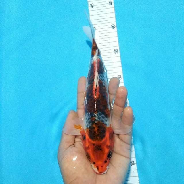 Strong 25cm